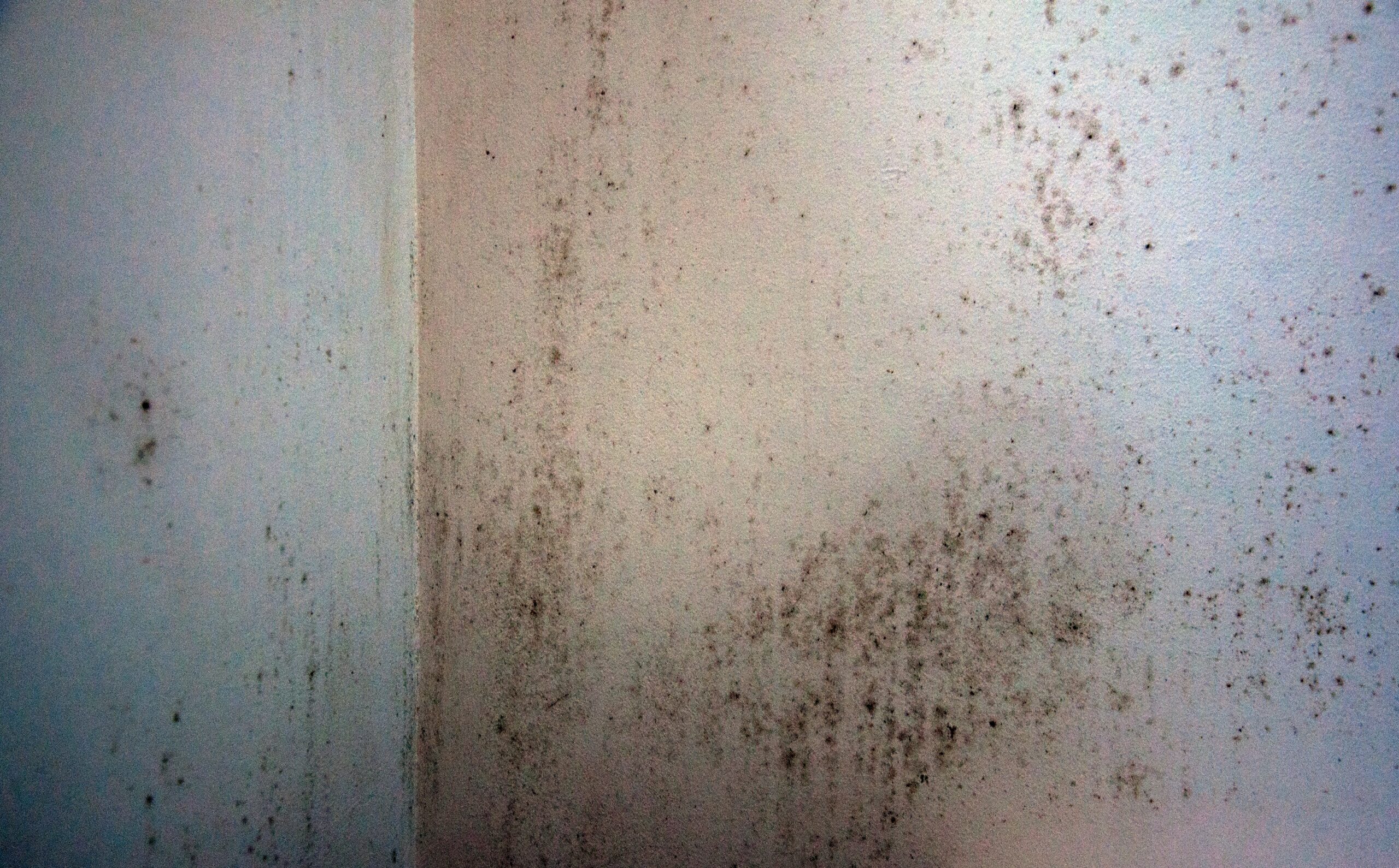 Do Air Purifiers Help with Mold?